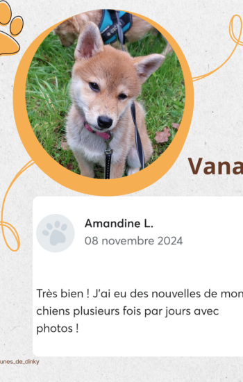 LES PATTOUNES DE DINKY - AVIS_2_vana