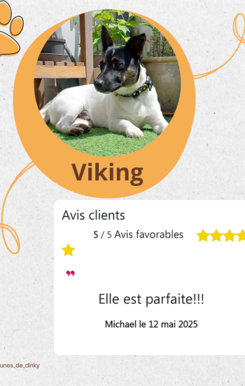 LES PATTOUNES DE DINKY - AVIS_9_viking