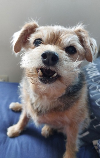 CHIPIE CHIPIE