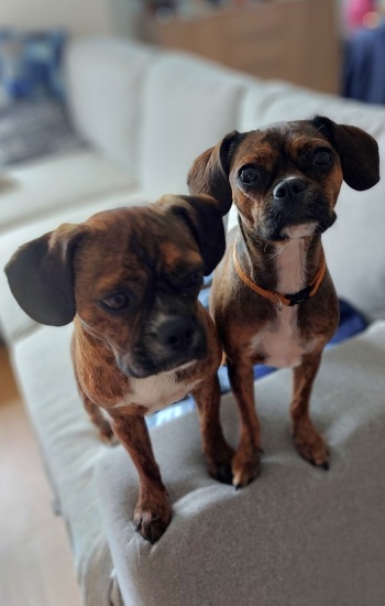 VOLT & VEDETTE VOLT & VEDETTE