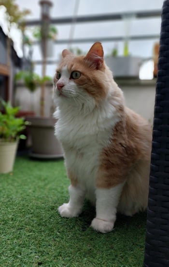 TITI