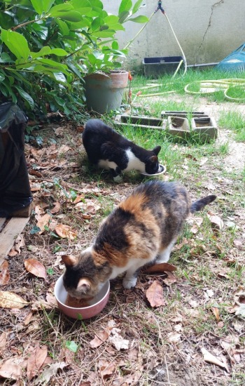 LES 2 MINOUS LES 2 MINOUS