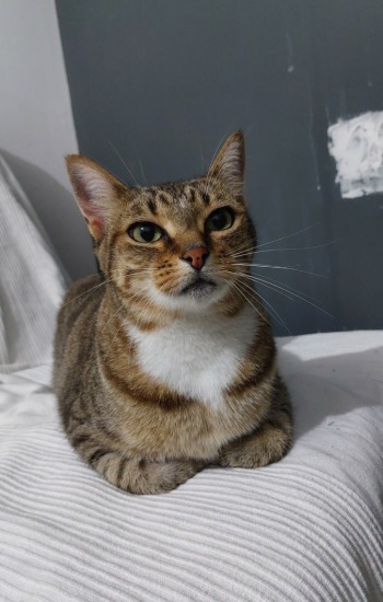 FELINE