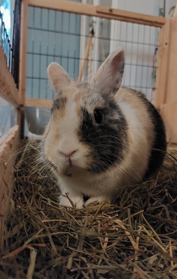 STRAWBERRY STRAWBERRY