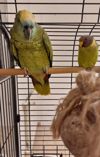 COCOTTE & POMME COCOTTE & POMME