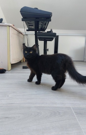 BELLA