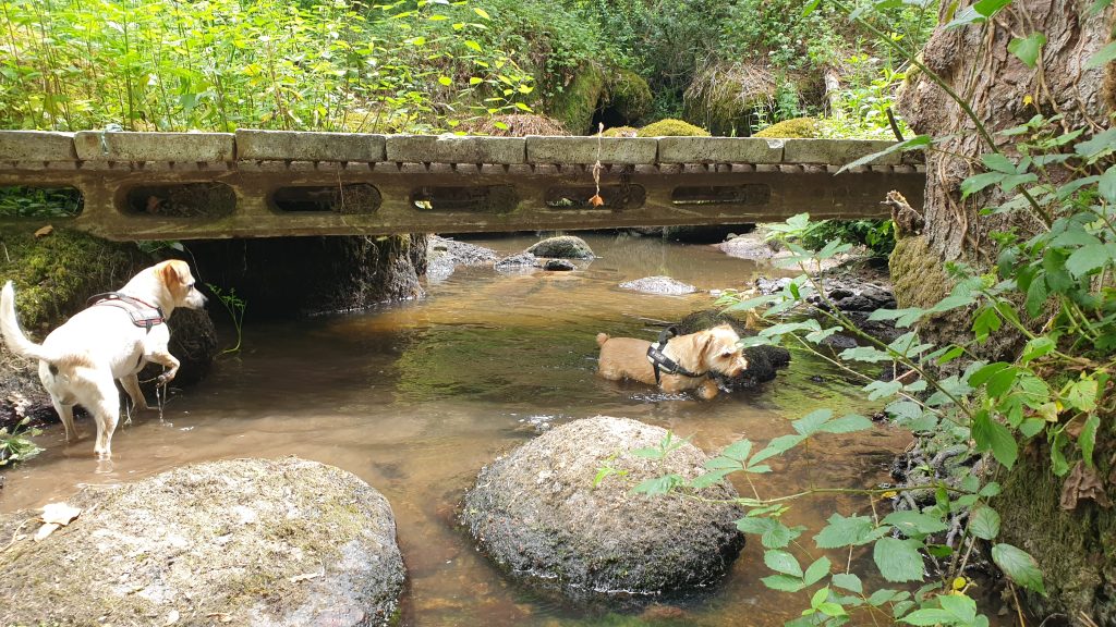 les pattounes de Dinky
les chiens dans la rivière