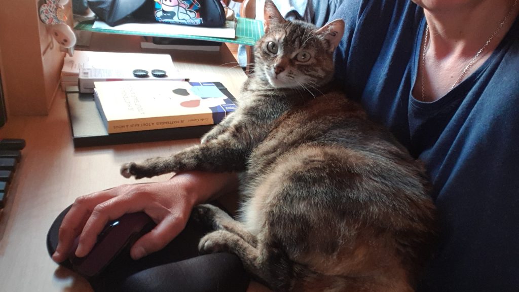 les pattounes de Dinky
petit chat qui travail